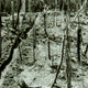 A large garden area marked by longitudinal drainage trenches. Brushwood has been cleared and burned. Stumps of pomba fern trees are in the foreground. The trenches may mark strips pana oi) allocated to particular people by the garden's primary land claimant. (Kawelka territory, Nggolke.)