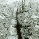 Wetland garden with deep trench and another running into it at an angle in accordance with the lay of the land. Three stakes form a bridge across the wide trench. Taro shoots have been planted in the roughly tilled lumps of soil thrown up by the spade. Work with spades has made the preparation of trenches more precise. (Kawelka territory, Kuk, Wahgi Valley.)