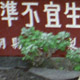 Makung, Taiwan –  May 12-15, 2002  (© P.J. Stewart & A.J. Strathern Archive)