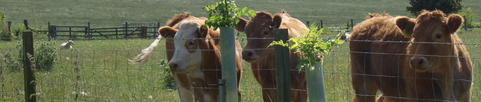 Photo page banner of Scotland, 2010, Young Cattle, Ayrshire