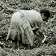 A woman digs for sweet potato tubers in a partially exhausted garden site. One of the ubiquitous fruit-pandanus stands is behind her. A mound denuded of vines is in the center of the picture.