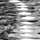 Pearl shells laid out for moka display – Kin Pup (place), Minembi Yelipi group, Hagen, PNG, 1964 – (© P.J. Stewart & A.J. Strathern Archive)
