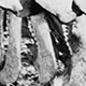 Pig jawbones from sacrifices - Nondugl-Chimbu area, Western Highlands, PNG, 1968 - (© P.J. Stewart & A.J. Strathern Archive)