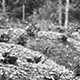 Large sweet potato mounds, to protect against frost - Tomba area, Western Highlands, PNG, July-August 1969 - (© P.J. Stewart & A.J. Strathern Archive)