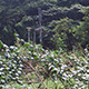 Mountain Walk near the Institute of Ethnology, Academia Sinica – Nankang, Taipei, Taiwan – May 25-28, 2002 (© P.J. Stewart & A.J. Strathern Archive)