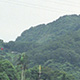 Mountain Walk near the Institute of Ethnology, Academia Sinica – Nankang, Taipei, Taiwan – May 25-28, 2002 (© P.J. Stewart & A.J. Strathern Archive)